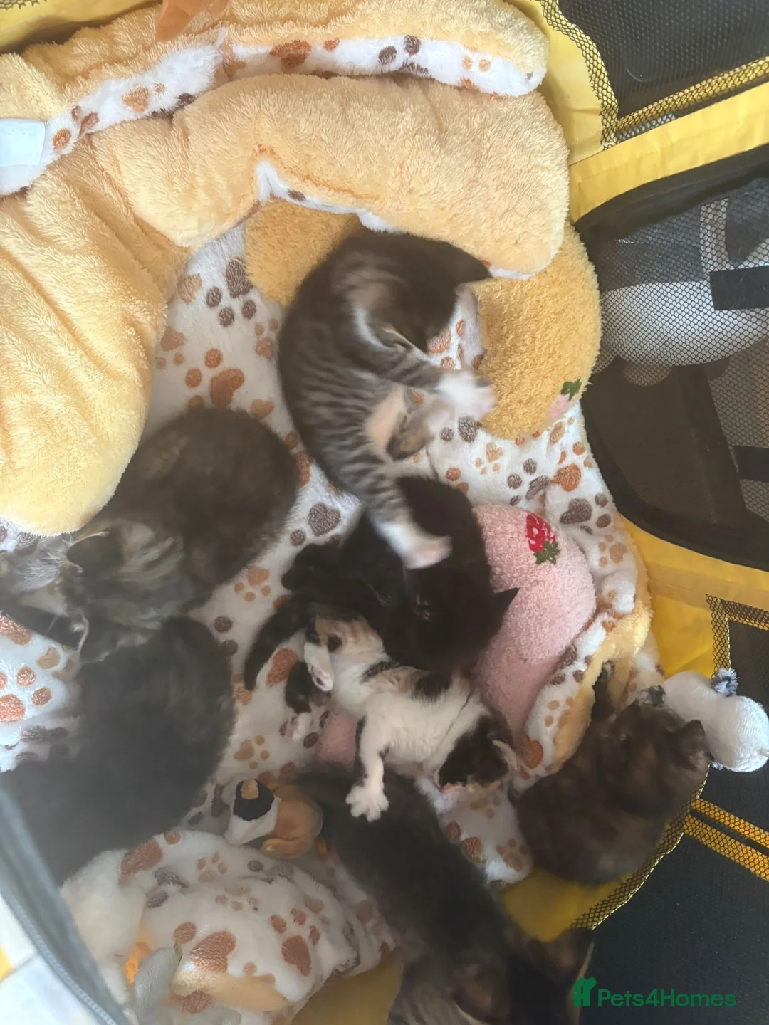 Mixed Breed cats for sale: Kittens - Advert 2