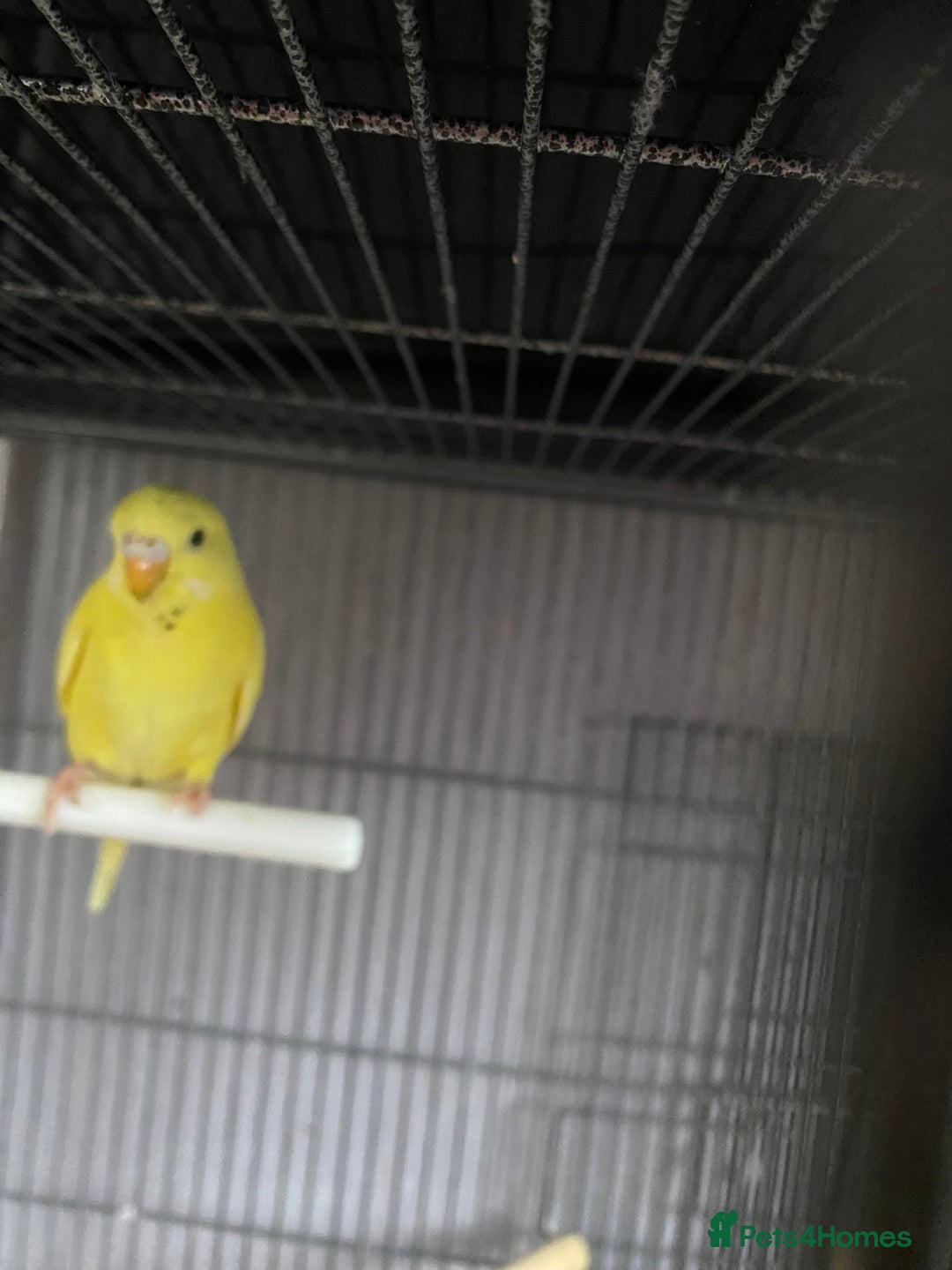 Lovebirds birds for sale: 3 pairs of budgies - Image 10