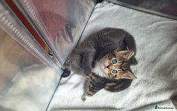 British Shorthair cats for sale: Happy Ragdoll British Short Haired Cross - Image 7