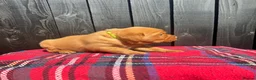 Labrador Retriever dogs for sale: 🧡 Fox Red KC working Labrador’s  in Thetford - Advert 3