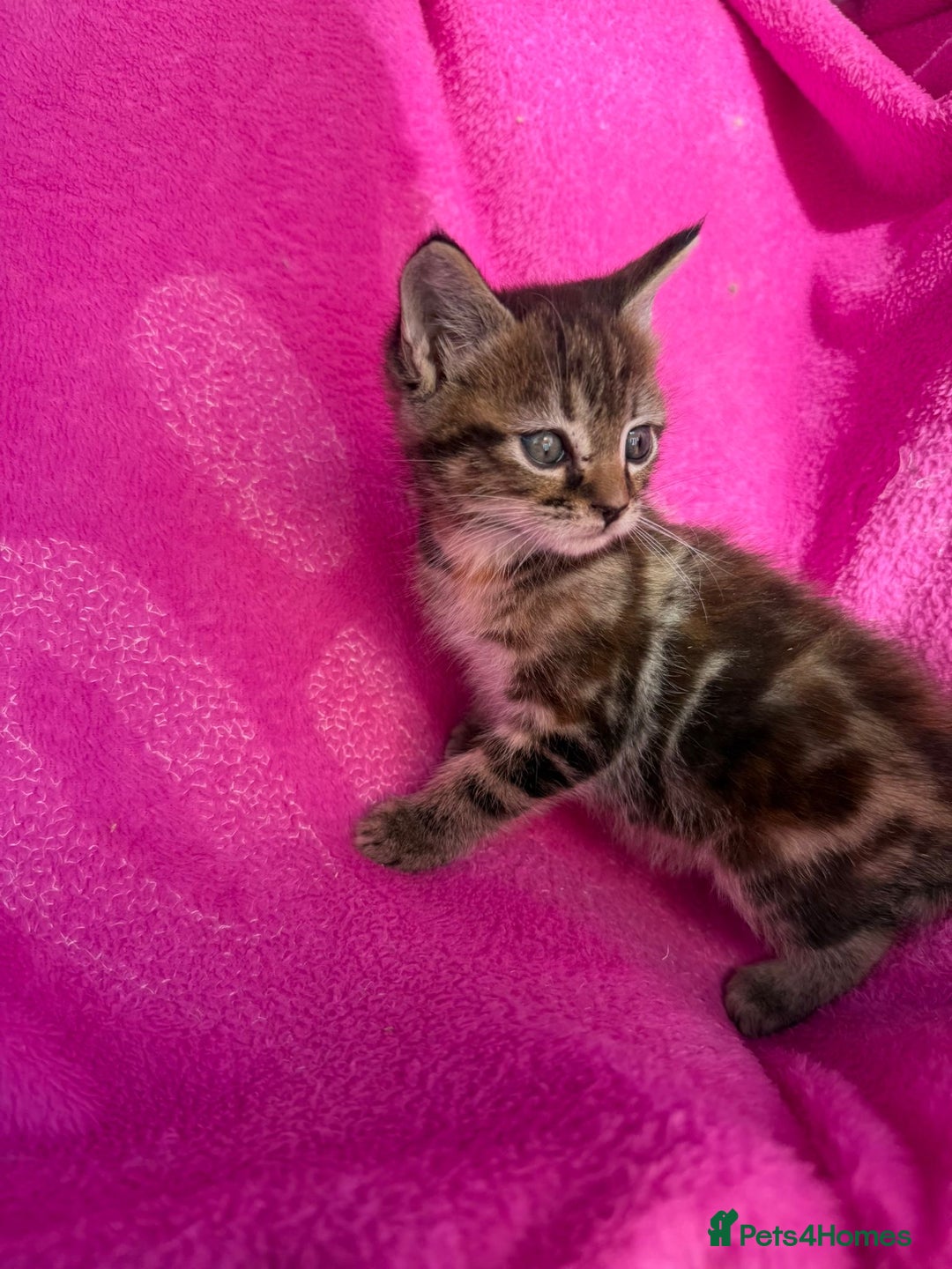 Maine Coon cats for sale: Beautiful Maine Coon Cross Kittens  - Image 27