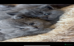 British Shorthair cats for sale: British short hair male and female  - Image 9