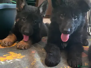 German Shepherd dogs German shepherd puppies O.N.O - Advert 2