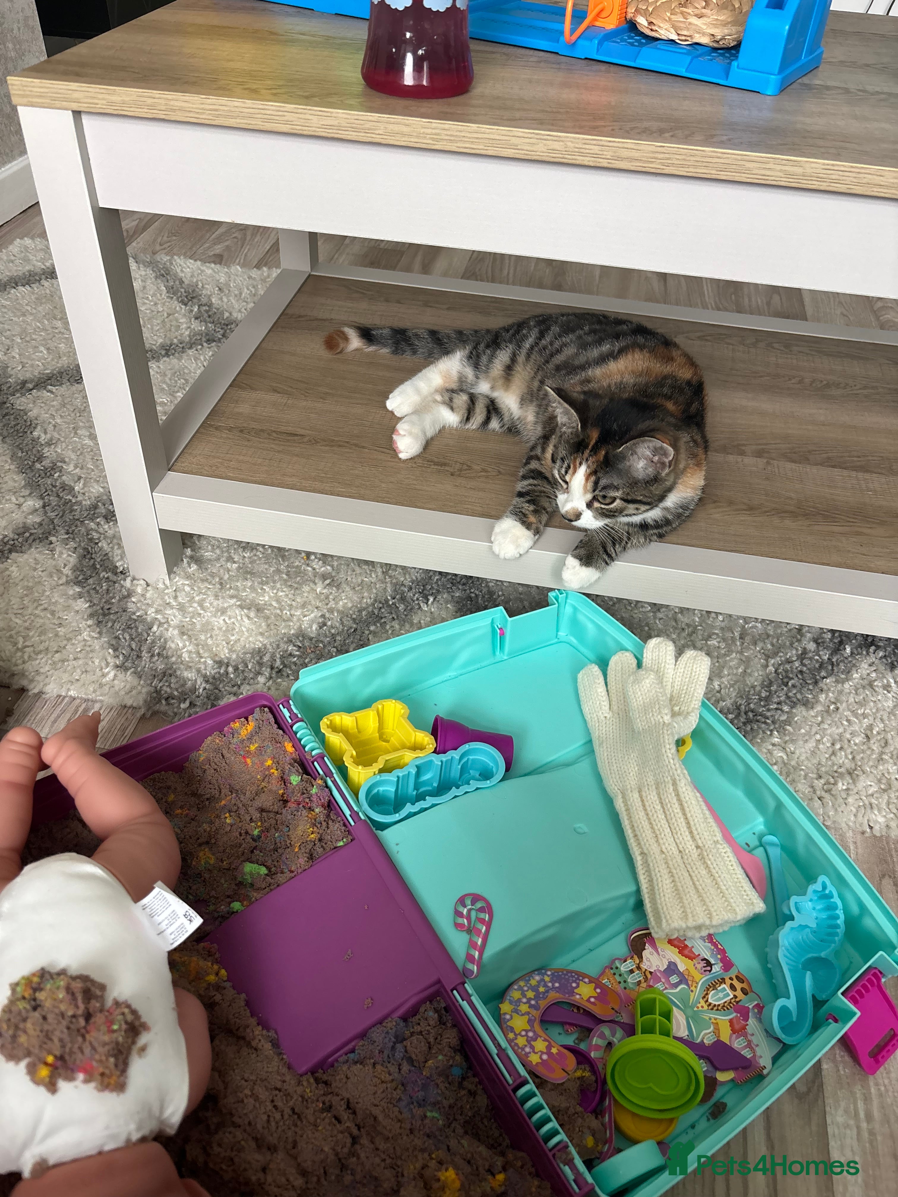 Mixed Breed cats Around 4-5 months old  - Advert 1