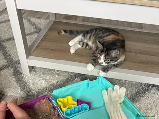 Mixed Breed cats Around 4-5 months old - Advert 1