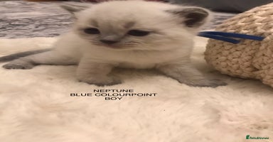 British Shorthair cats - Advert 9