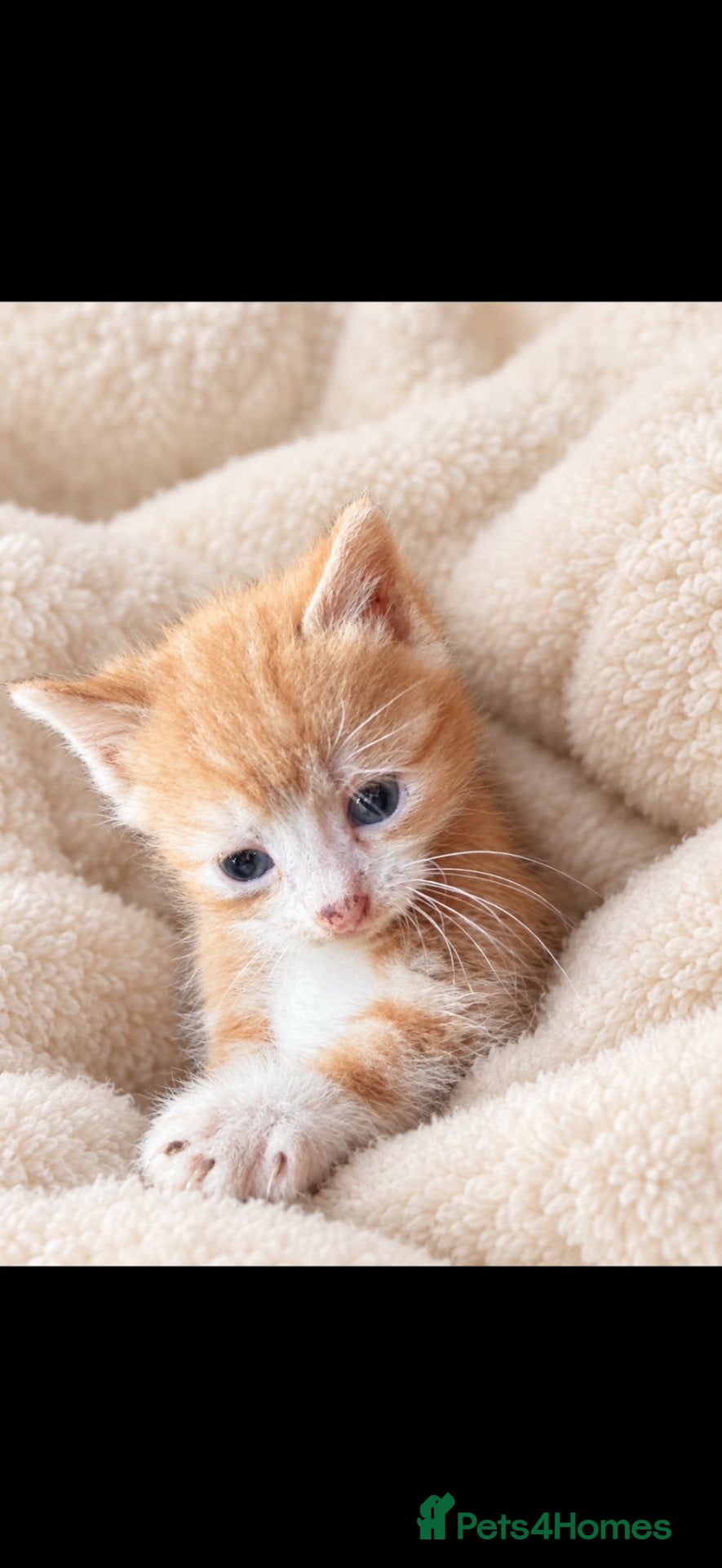 Mixed Breed cats Beautiful kittens - Advert 6