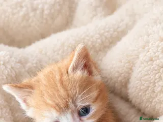 Mixed Breed cats Beautiful kittens - Advert 6