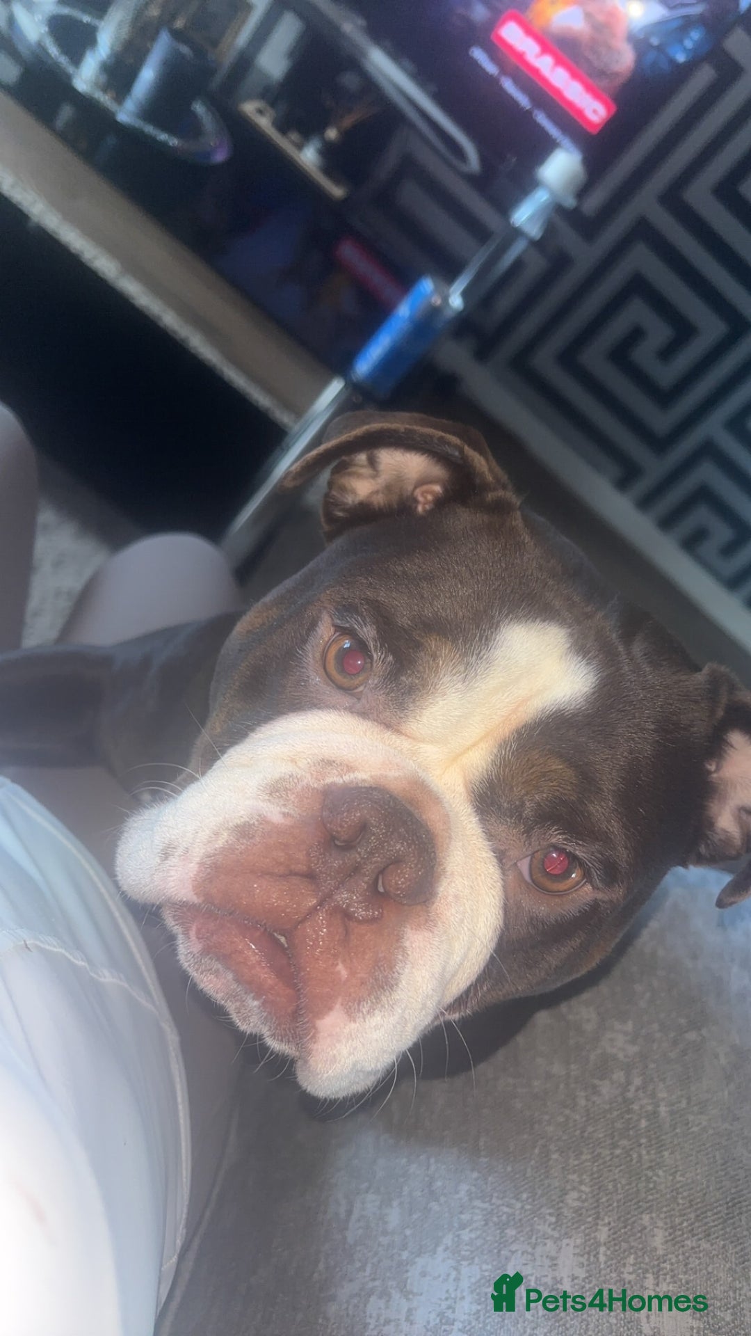 Olde English Bulldogge dogs for sale: Here is my girl CoCo - Advert 6