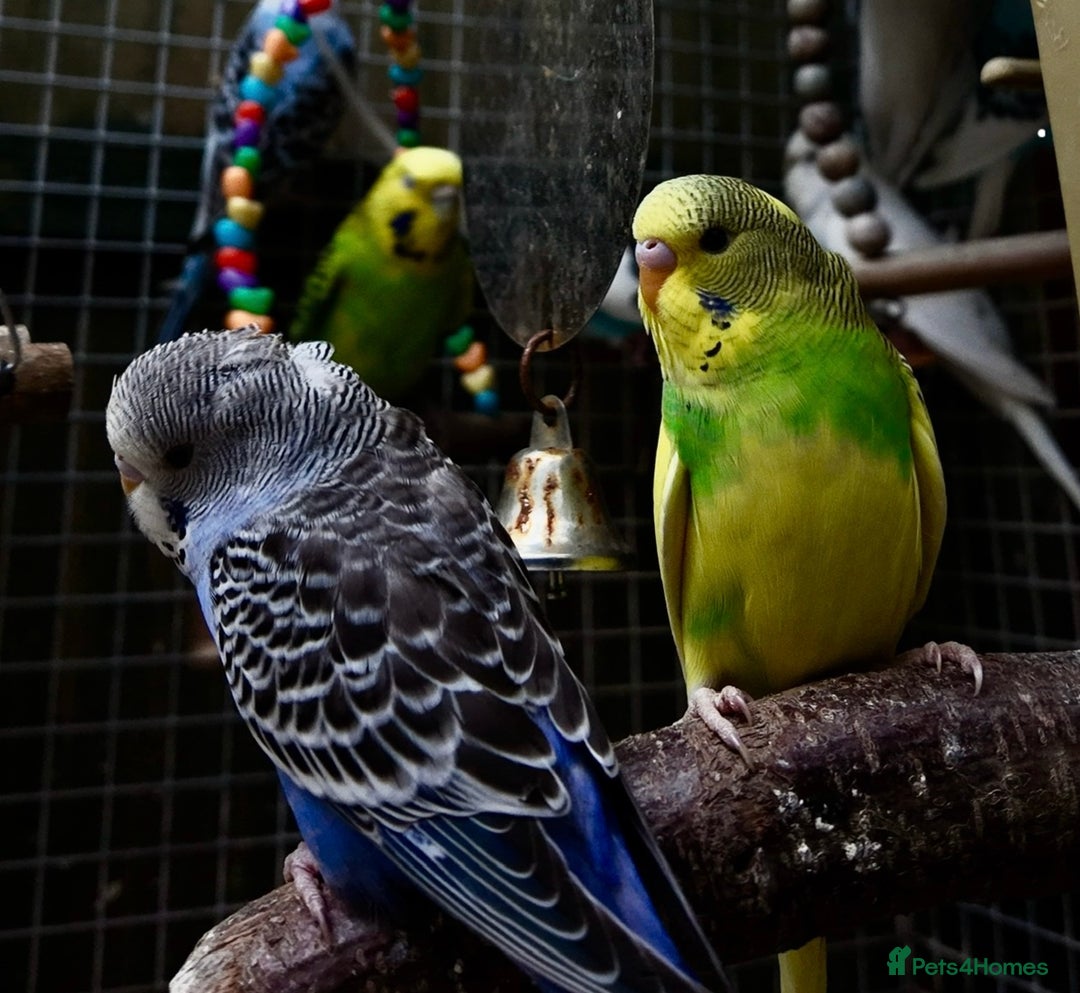 Budgerigars birds for sale: Adorable budgies and cages  - Image 4