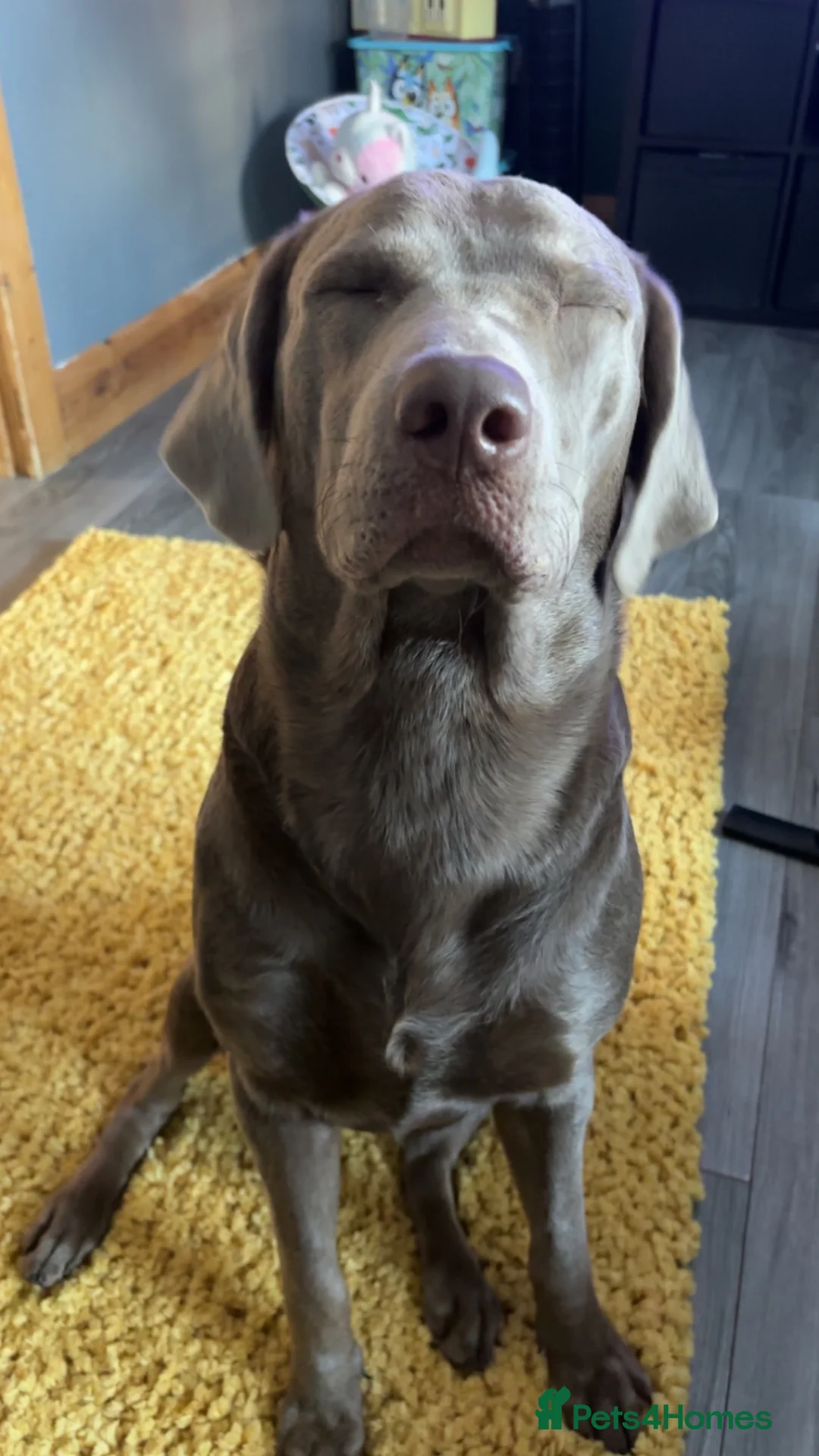 Labrador Retriever dogs for sale: Winston stunning lab  in Gateshead - Advert 7