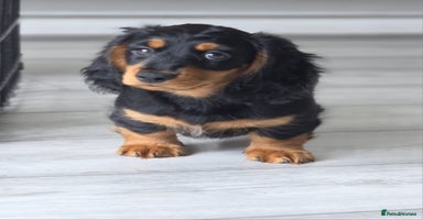 Miniature Dachshund dogs - Advert 5