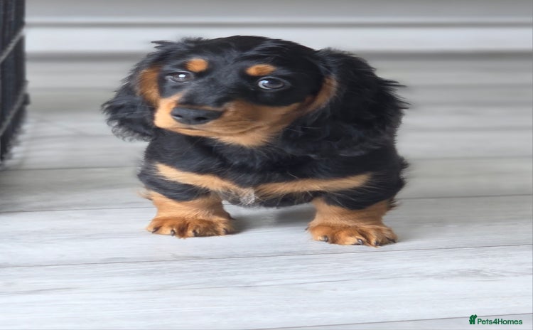 Miniature Dachshund dogs for sale - Advert 1