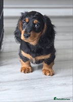 Miniature Dachshund dogs - Advert 1