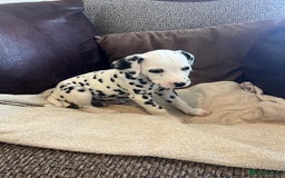Dalmatian dogs for sale: Gorgeous Dalmatian Puppies - Image 16