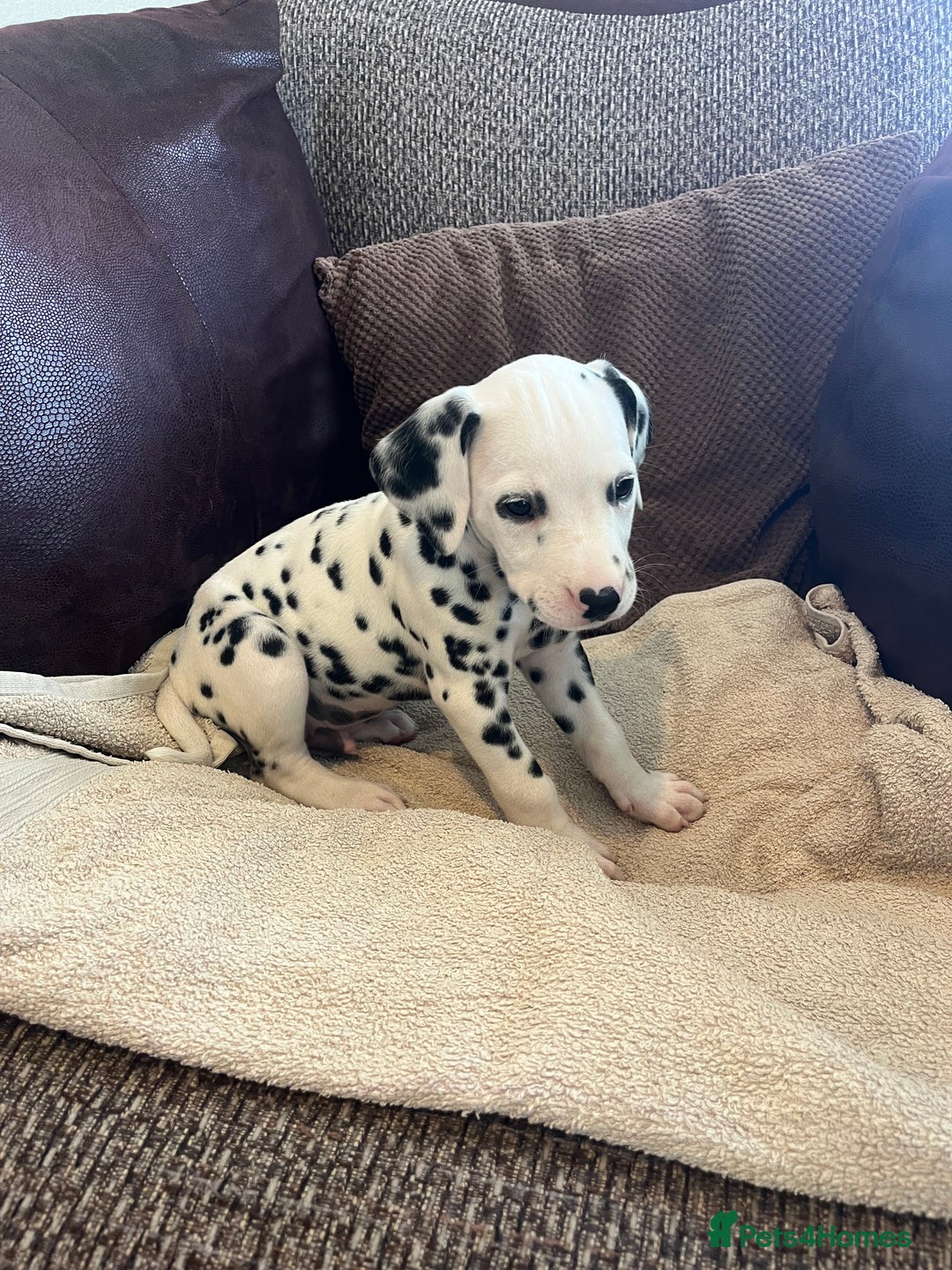 Dalmatian dogs for sale: Gorgeous Dalmatian Puppies - Image 16
