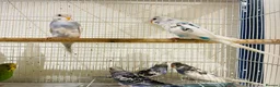 Budgerigars birds for sale: Budgies for sale  - Advert 3