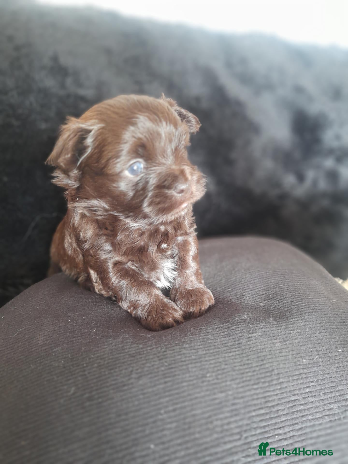 Mixed Breed dogs Chihuahua shihpoo - Advert 14