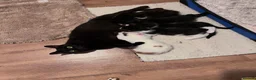 Mixed Breed cats for sale: Beautiful kittens  - Advert 10