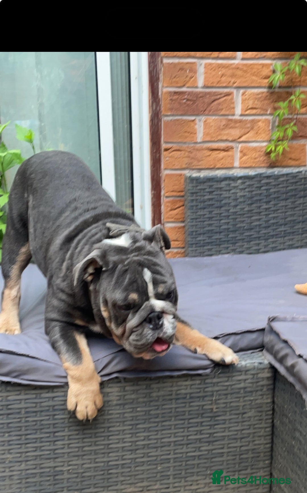 English Bulldog dogs for sale: British Bulldog for a loving home. - Image 4