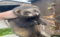 Ferret rodents for sale: Ferrets for sale  - Image 1