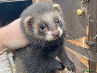 Ferret rodents - Advert 1