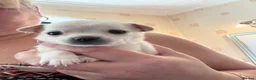 Chihuahua dogs for sale: Last cream boy (REDUCED AGAIN) - Advert 17