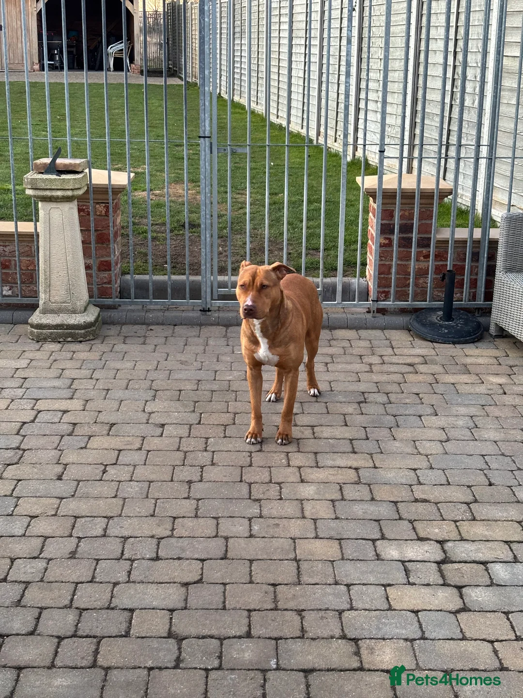 Mixed Breed dogs for sale: AM Staff x English Bull Terrier - Advert 4