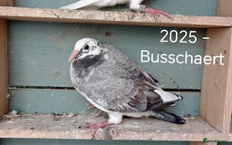 Pigeons birds for sale: Top Racers - Image 10