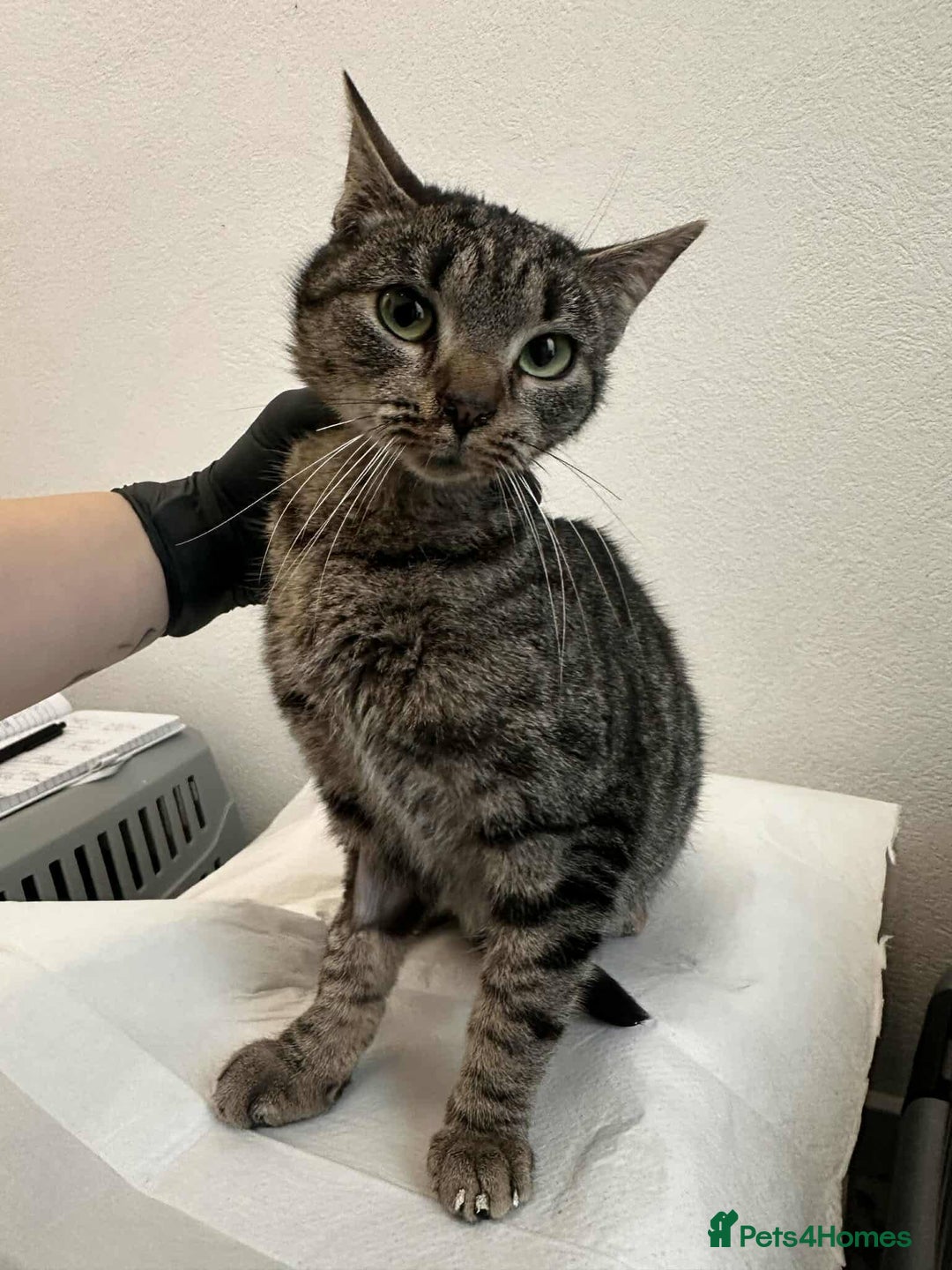 Mixed Breed cats for adoption: Moon for adoption - Advert 2