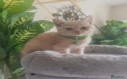 British Shorthair cats for sale: Adorable kittens  4 sweet home - Image 14