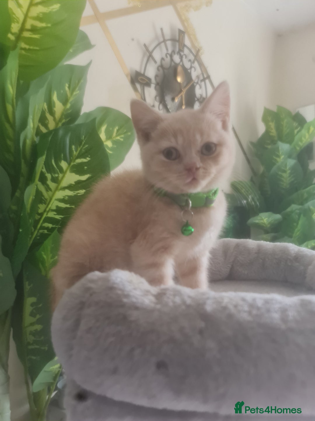 British Shorthair cats for sale: Adorable kittens  4 sweet home - Image 14