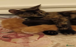 Domestic Shorthair cats for sale: 3 kittens for sale, 2 boys 1 girl.  - Image 10