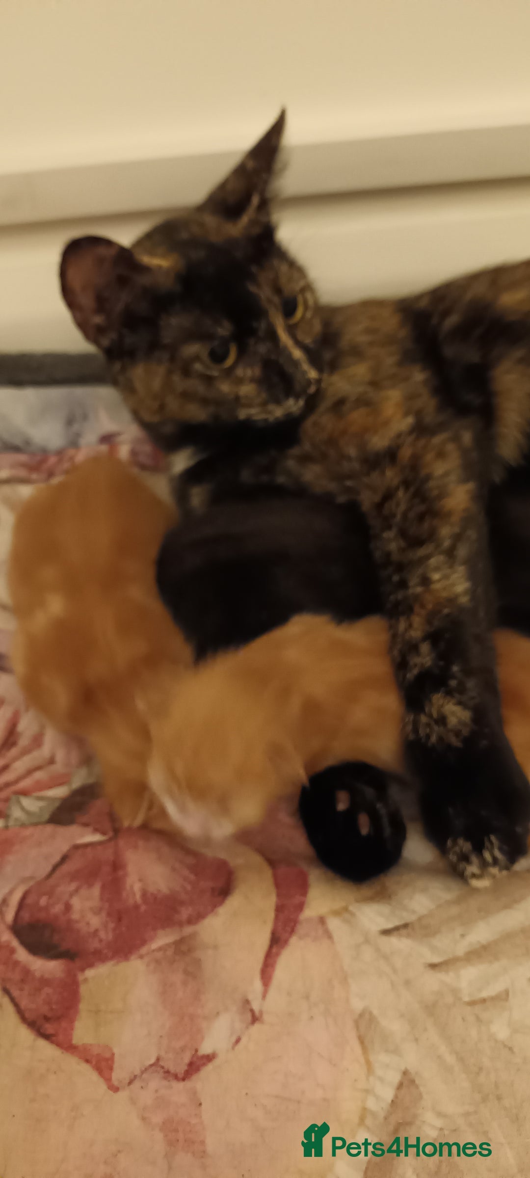 Domestic Shorthair cats for sale: 3 kittens for sale, 2 boys 1 girl.  - Image 10
