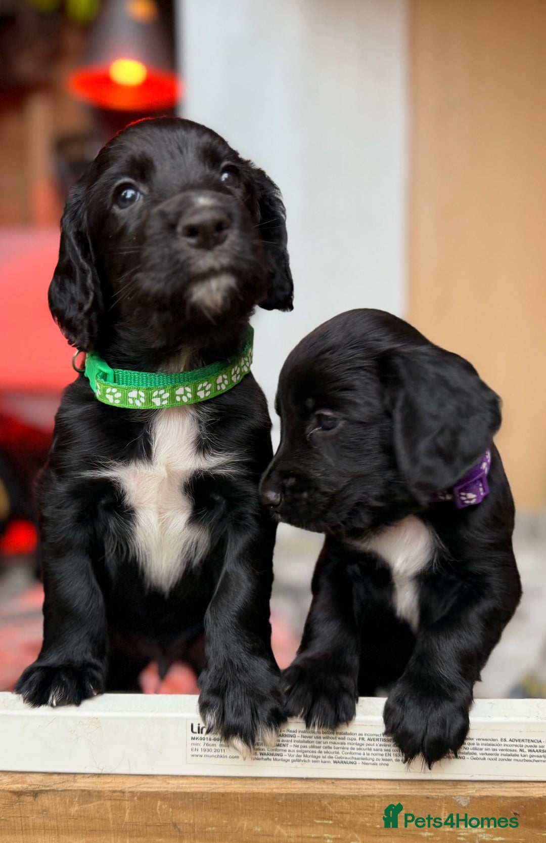 Cocker Spaniel dogs for sale: KC REG Cocker Spaniels - Image 11