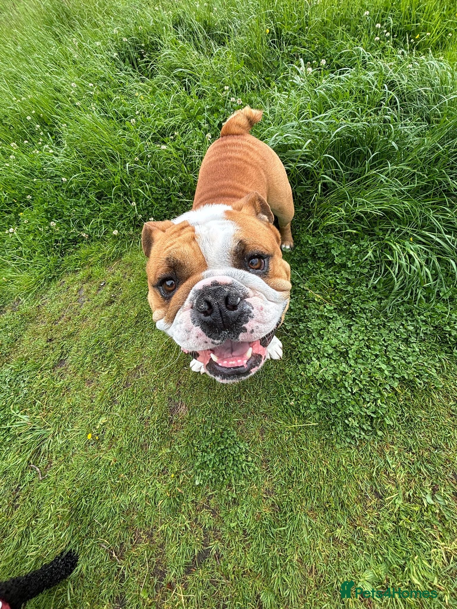 English Bulldog dogs Fawn & White English BullDog for Stud - Advert 1