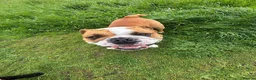 English Bulldog dogs for stud: Fawn & White English BullDog for Stud in Edinburgh - Advert 1