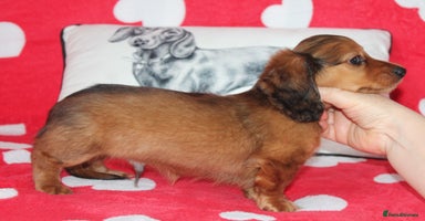 Dachshund dogs - Advert 10
