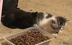 Ragdoll cats for sale: Ragdoll x tabby kittens - Image 9