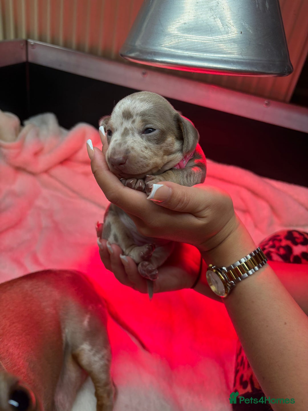 Miniature Dachshund dogs for sale: 4 Beautiful isabella Tan&Dapple mini dachshunds - Advert 11