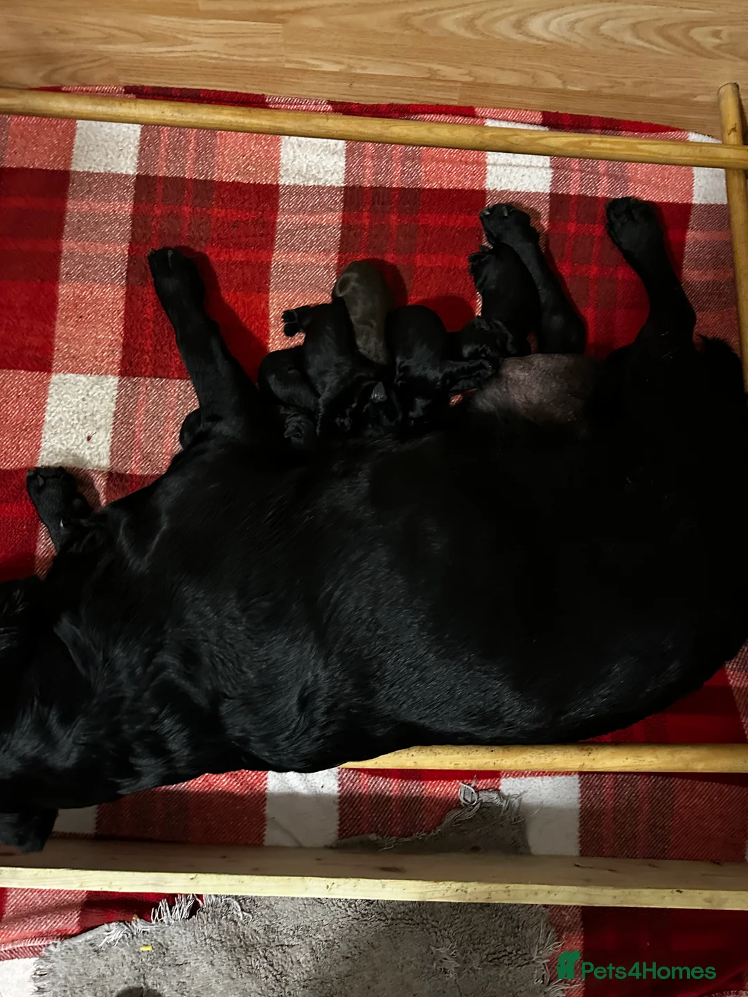 Labrador Retriever dogs for sale: Stunning K.C. Labradors Black & Chocolate  - Advert 10