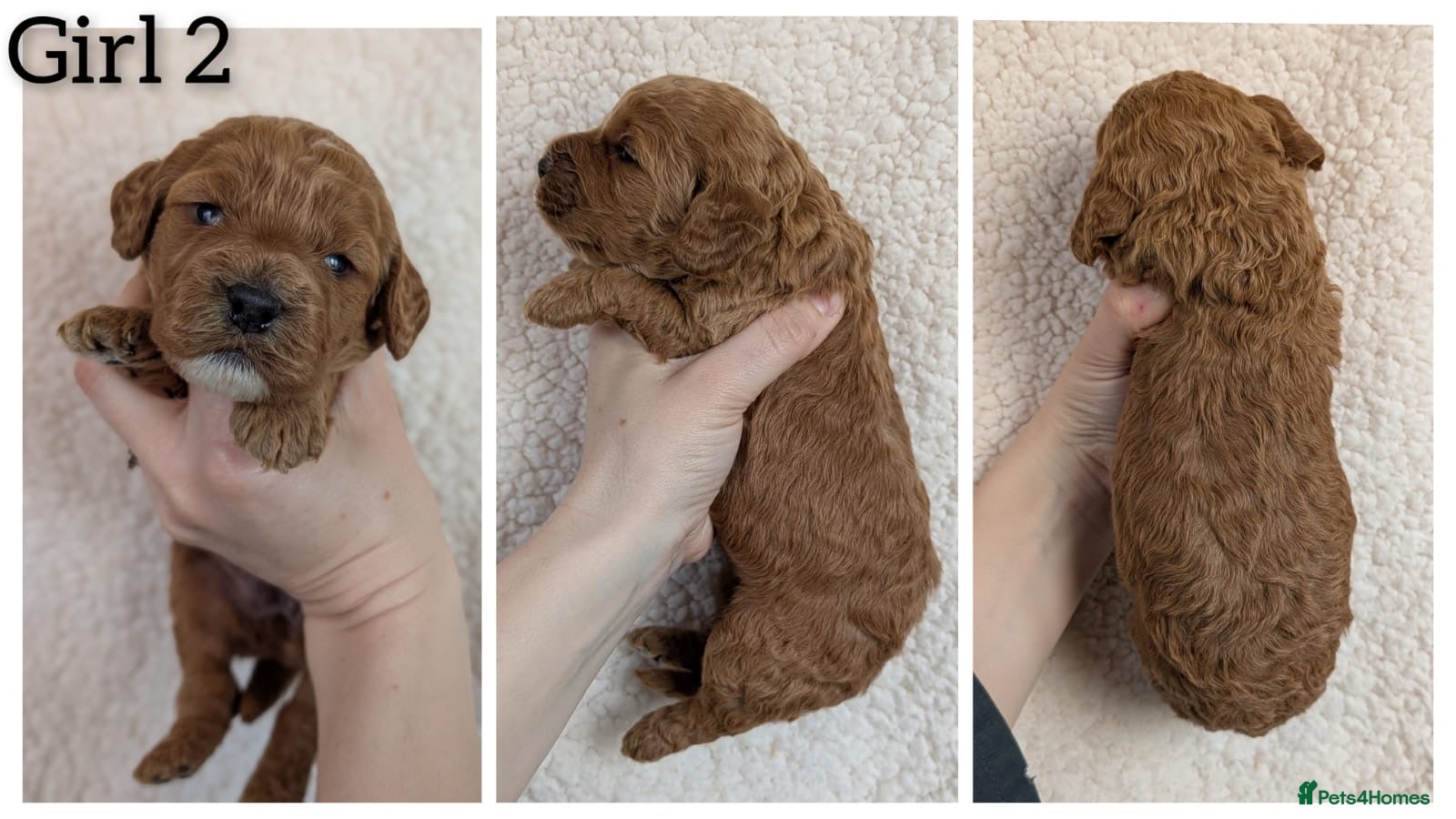 Cockapoo dogs Adorable F1 Cockapoo puppies - Advert 2