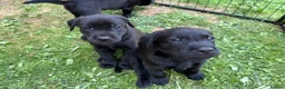Labrador Retriever dogs for sale: Confident, Clever KC Labrador Puppies - Advert 4