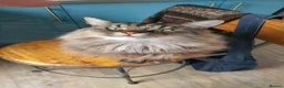 Mixed Breed cats for sale: Family of 5 Hairy Magical Mainecoon/Ragdoll Mix - Advert 6