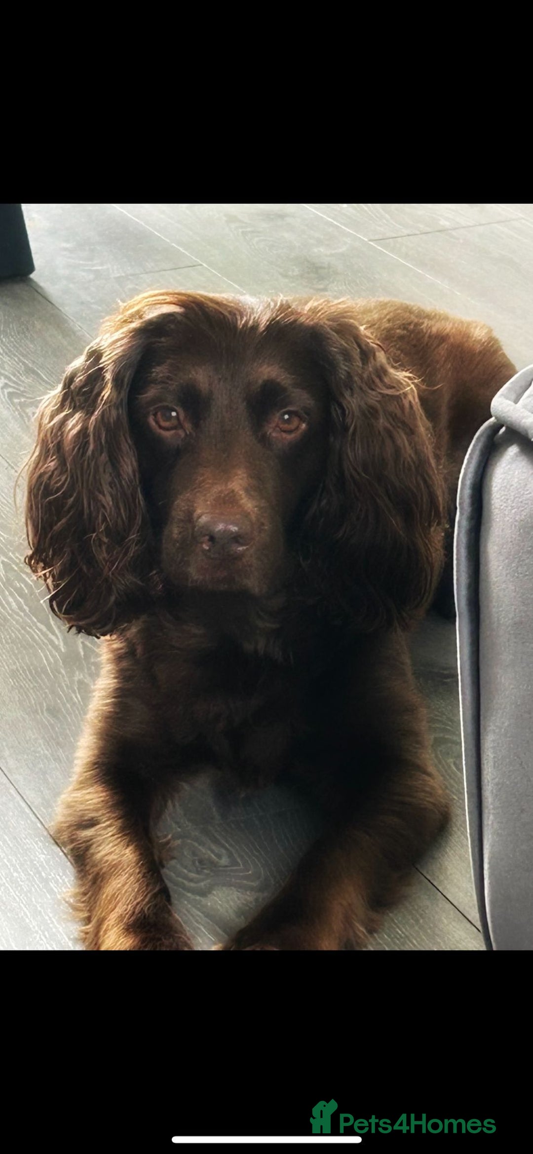 Cocker Spaniel dogs for sale: Gorgeous chocolate working cocker boys - Advert 3