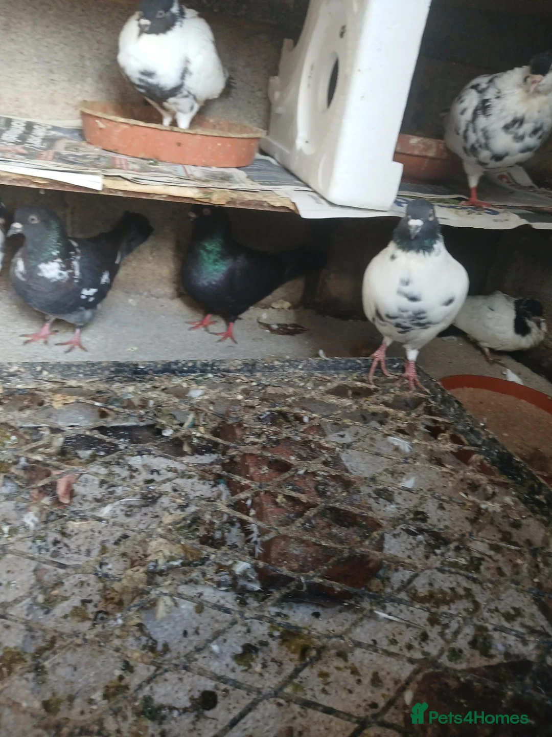 Pigeons birds for sale: Afghni pigeions in Southall - Advert 2