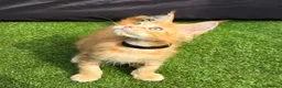 Maine Coon cats for sale: Last Boy Ready now Tica MaineCoon  - Advert 20