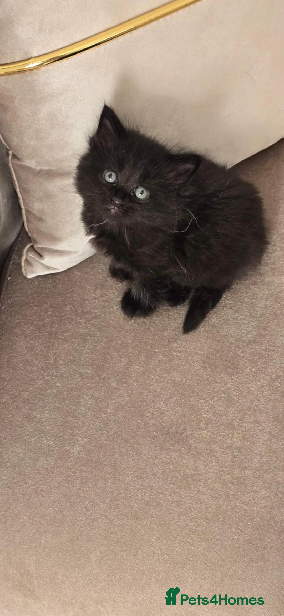 Mixed Breed cats for sale: Half maine coons kittens  in London - Advert 29