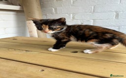 British Longhair cats for sale: Ready to home🤍 3 Black Tabby & 2 Multicoloured - Image 10