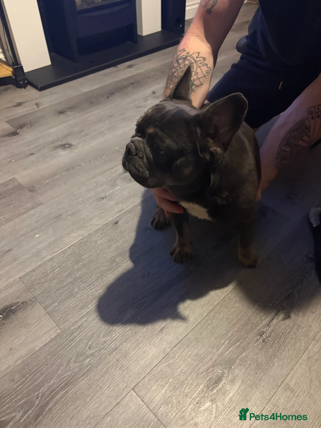 French Bulldog dogs for sale: Beautiful super friendly frenchie girl - Advert 2